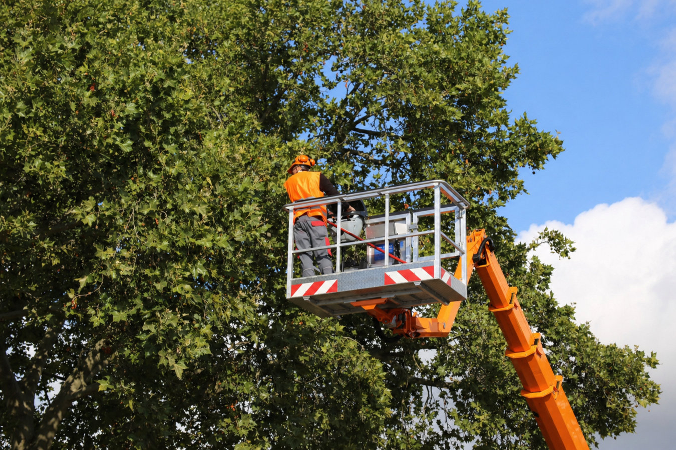 Commercial tree service in Los Banos, CA