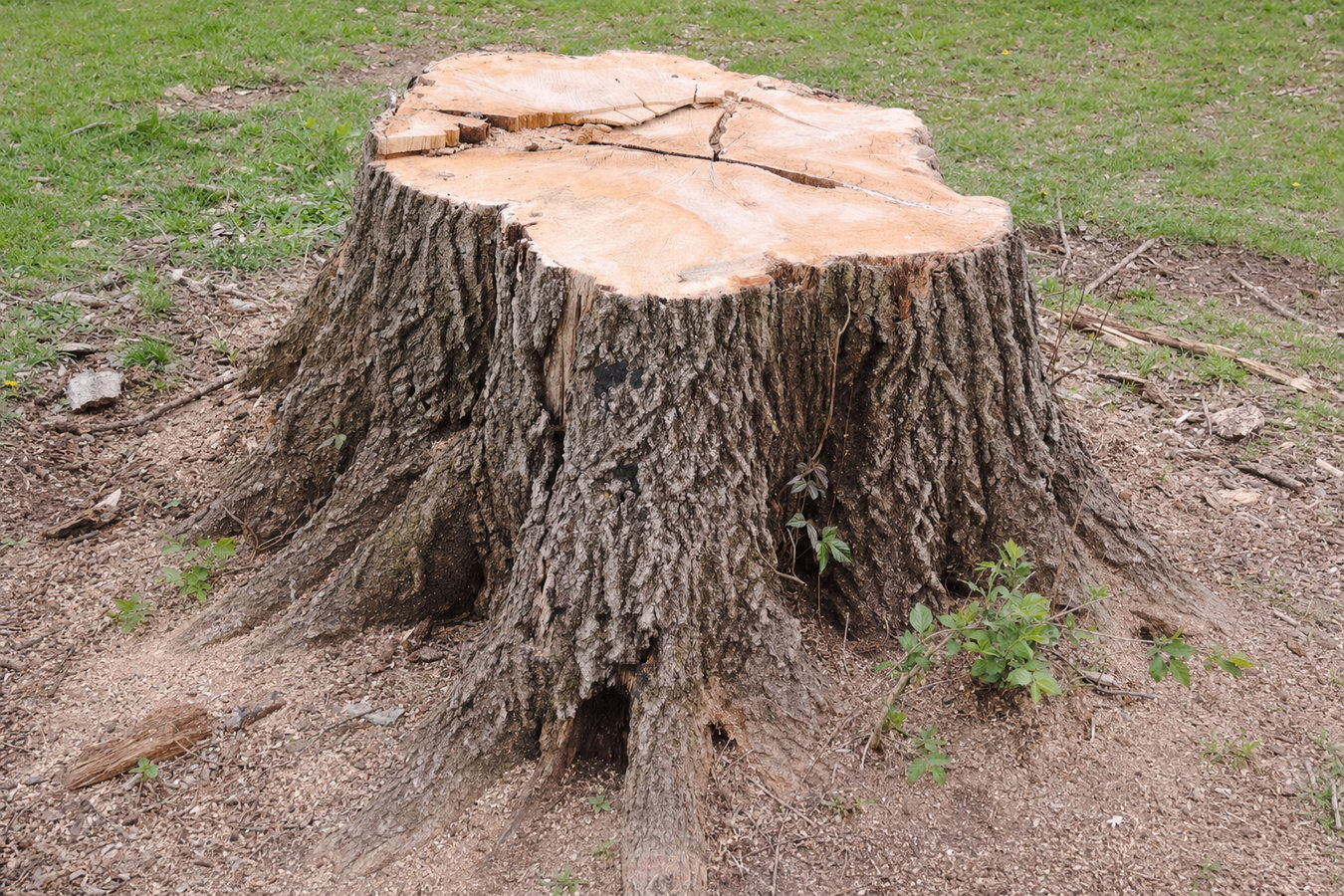 Stump removal in Los Banos, CA