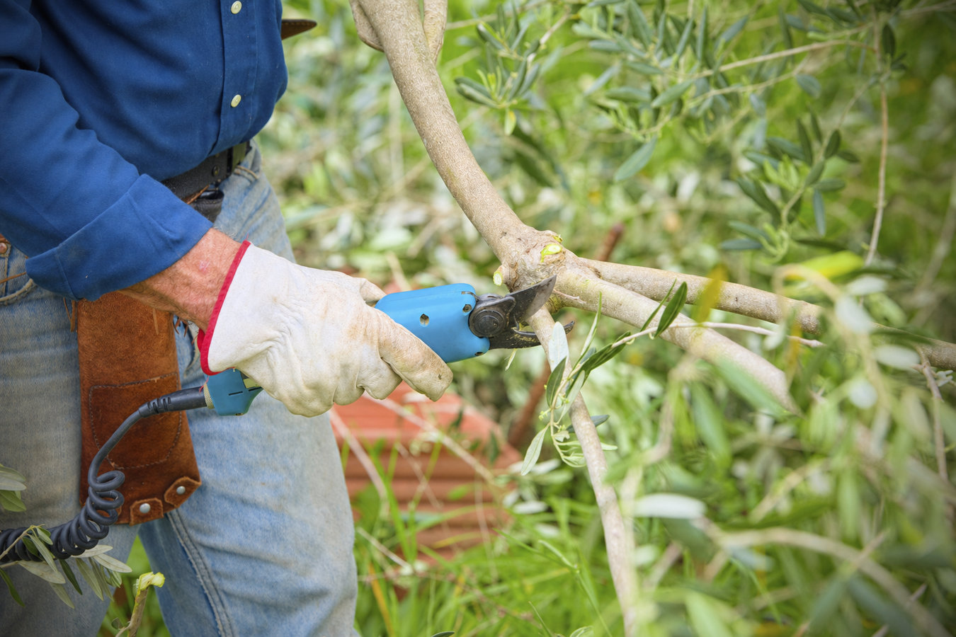 Tree Service services in Atwater