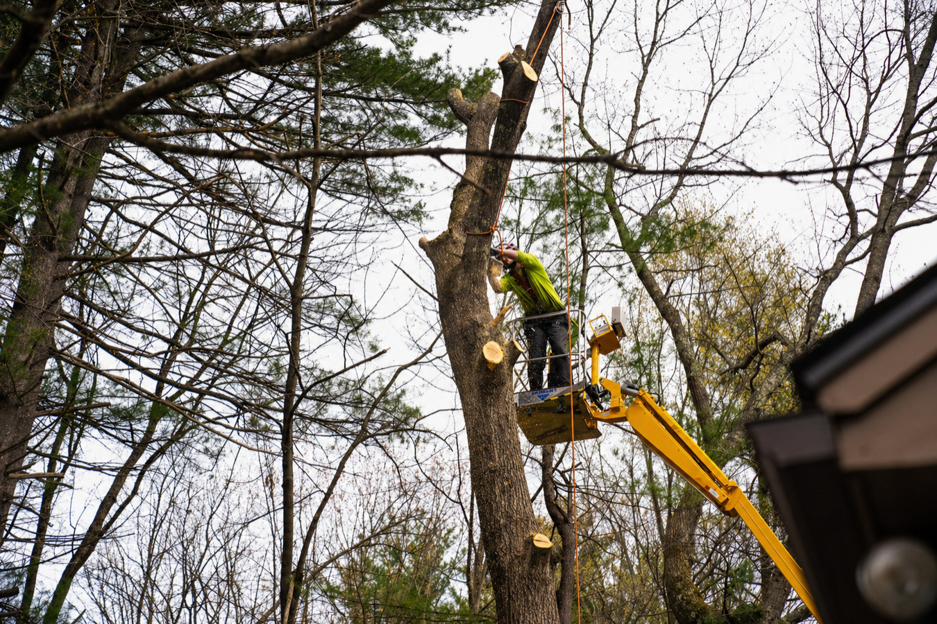 Tree Service services in Newman