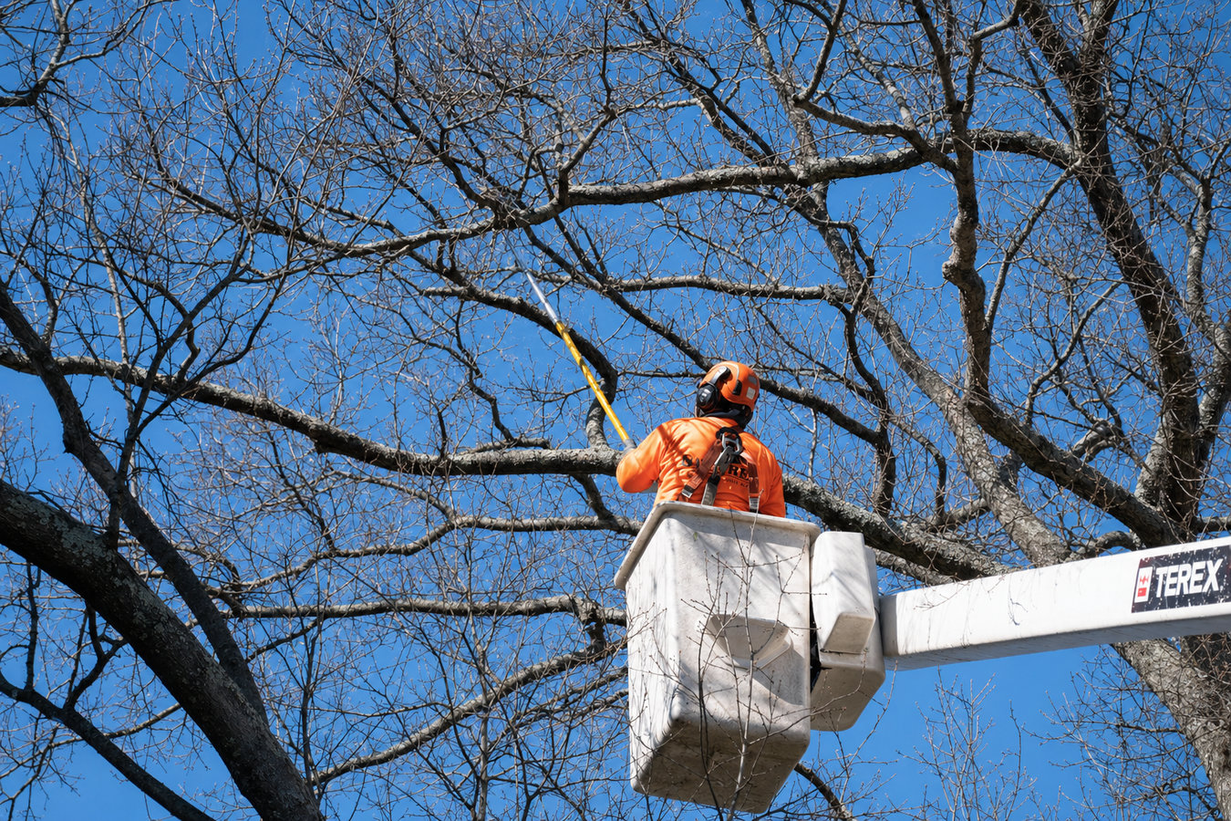 Tree Service services in Gustine